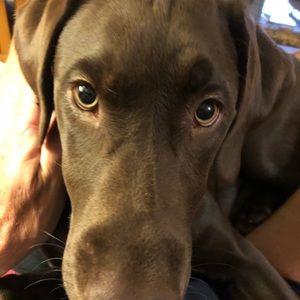 Meet your Posher, Paul